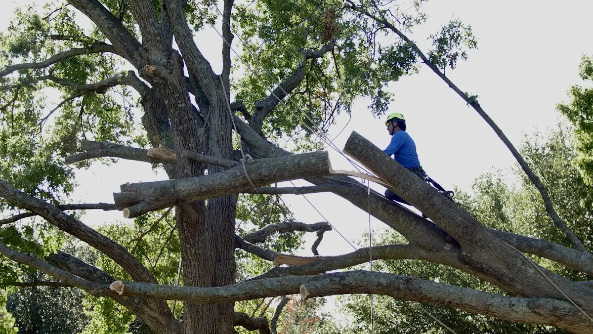 Professional Hazardous Tree Removal performed by certified arborists in Ottine